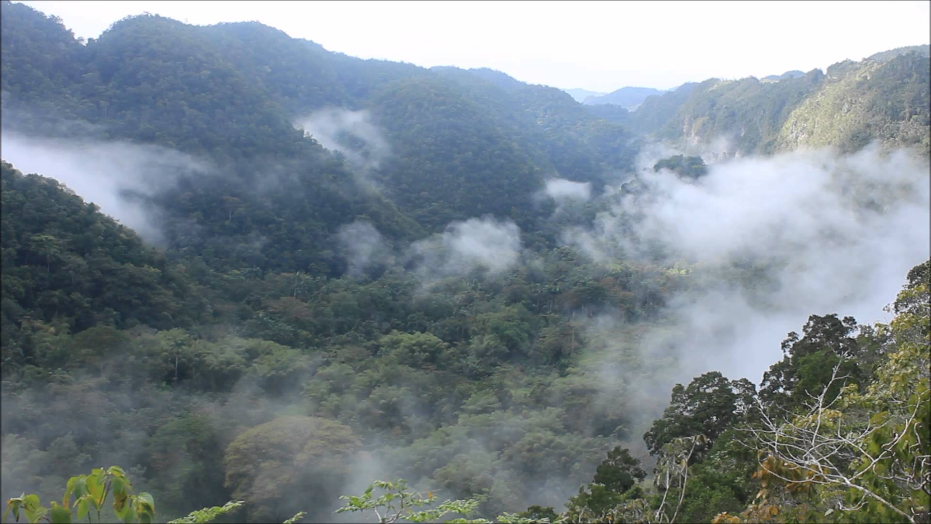 jamaica-cockpit-country-protected-forest-area