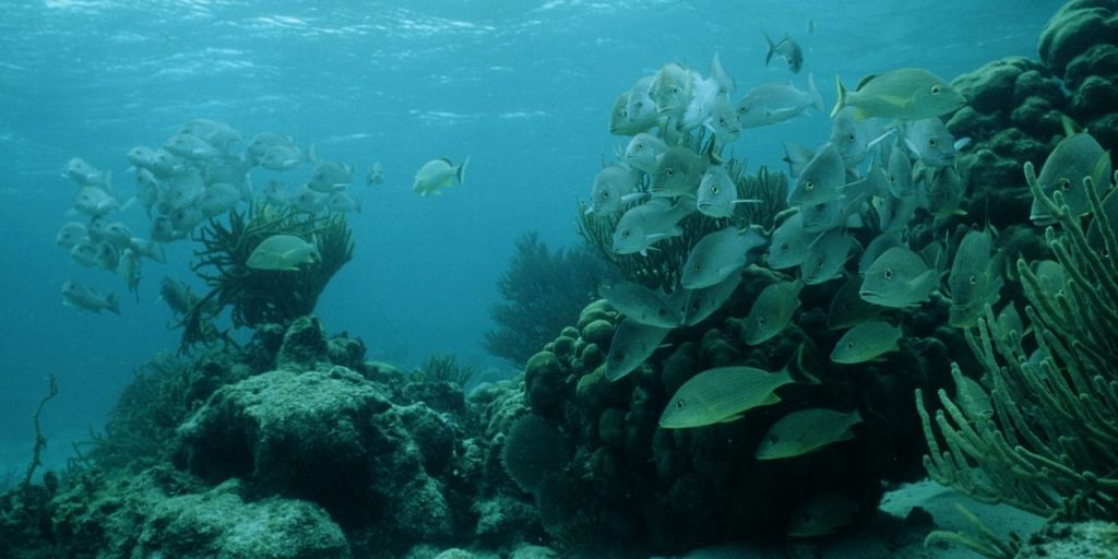 Tourism impact on Belize coastal communities and ecosystems