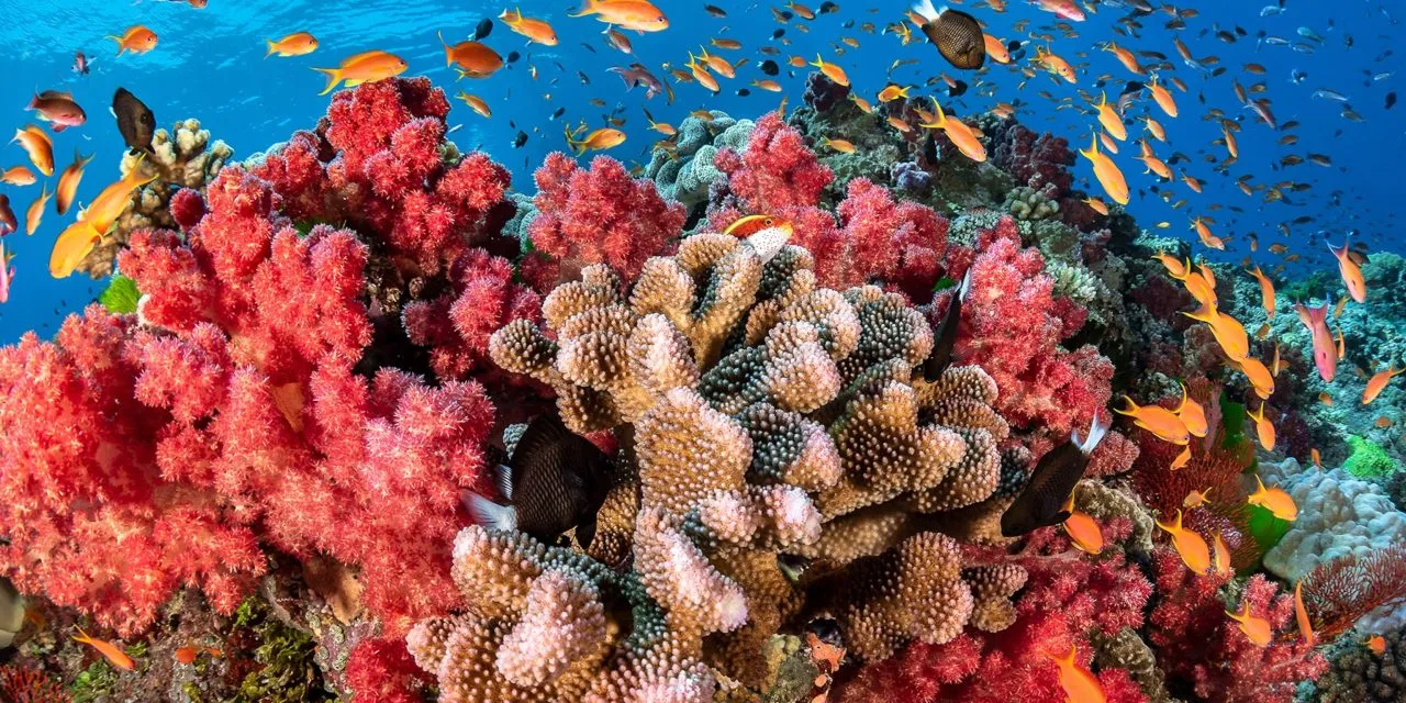 Jamaica-Coral-Reefs-1280x640-Writes-and-Kulcha