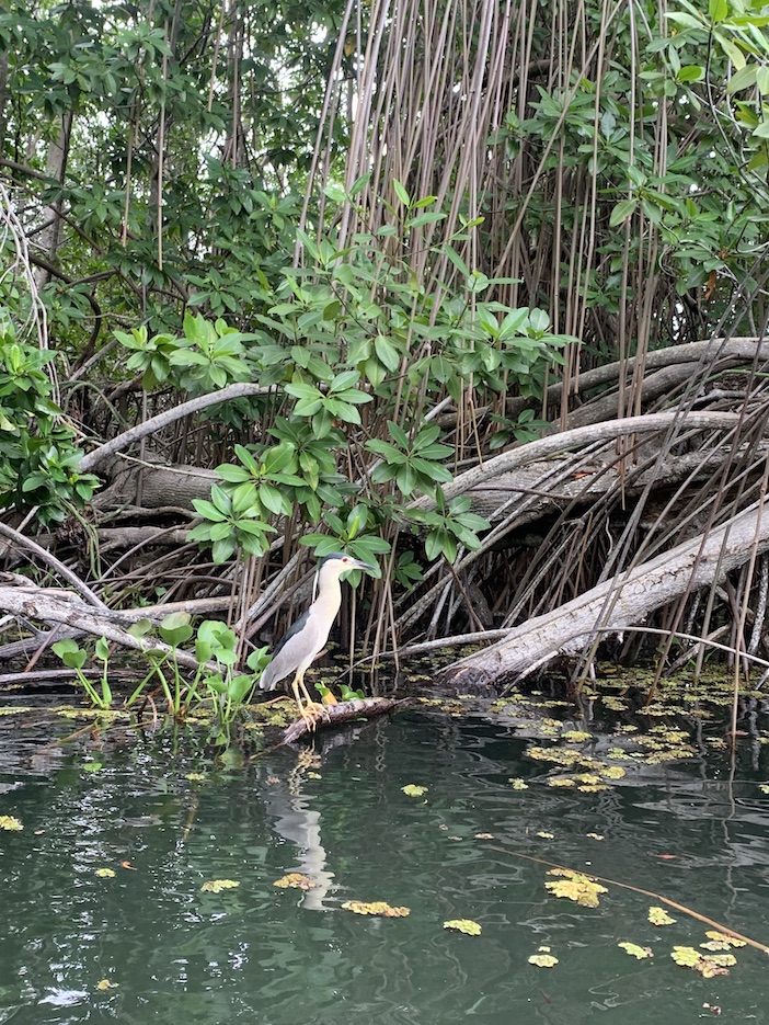 Night-Heron-Black-River-Jamaica-IMG_7469
