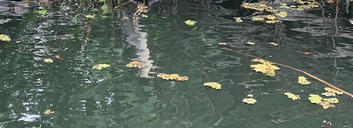 Black-River-Morass-St-Elizabeth-Jamaica-2025